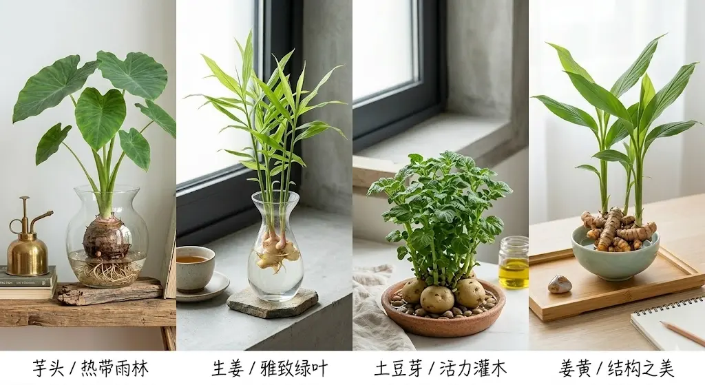 蔬菜水培 家庭观赏 2 蔬菜水培 家庭观赏 2